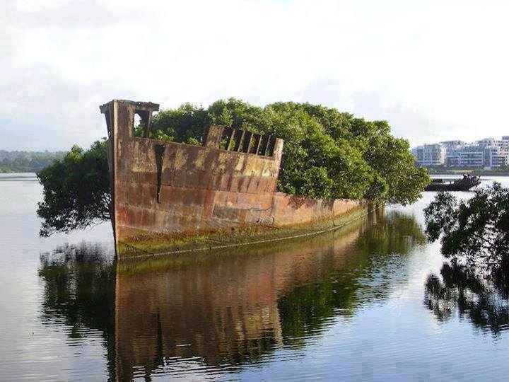 102 year old abandoned ship is now a floating forest in the Homebush Bay of Sydney