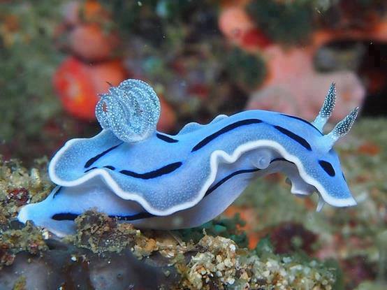 Beautiful Sea Creature - Nudibranch