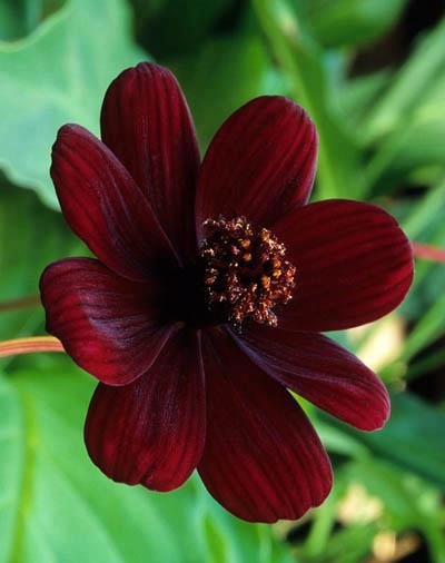 Chocolate Cosmos (Cosmos atrosanguineus): It is one of the rarest flowers in the world. 